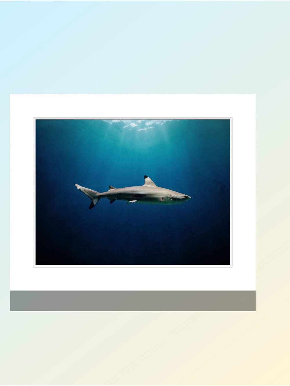 Solitary Shark Photography Print in Deep Teal Blue by Joy M Holder